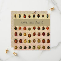 Ladybug Ladybird Beetle Insect Bug