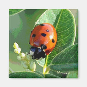 Ladybug Ladybug Magnet