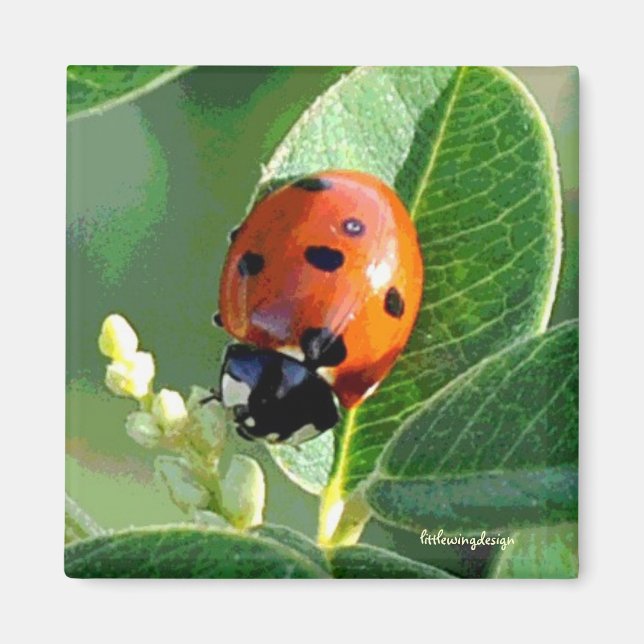 Ladybug Ladybug Magnet (Front)