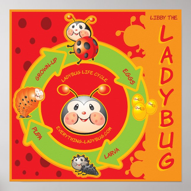 Ladybug Life Cylce Poster for Kids (Front)