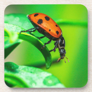 Ladybug Macro Coaster Nature Drinkware Accent