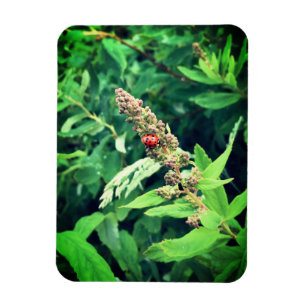 Ladybug Magnet