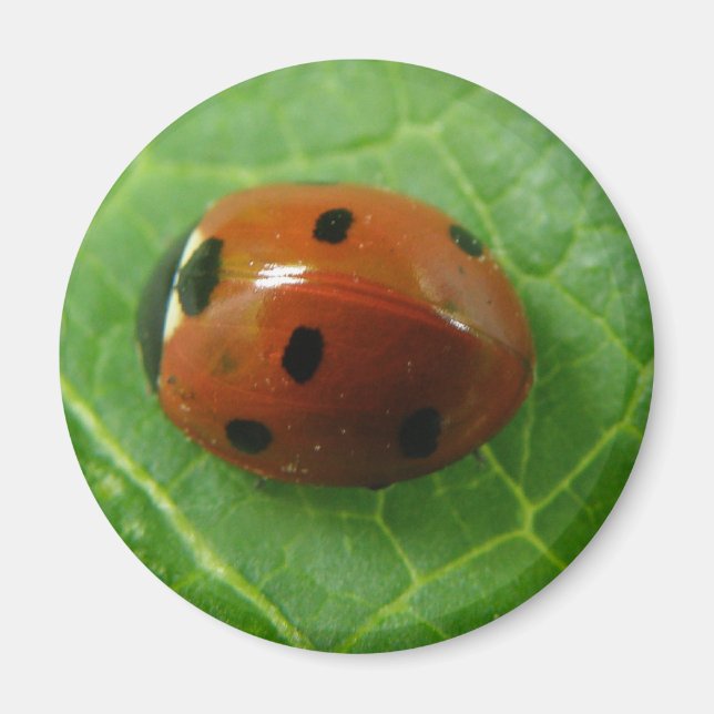 Ladybug Magnet (Front)