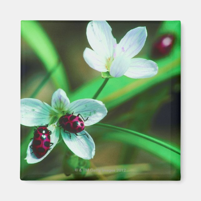 Ladybug Magnet (Front)