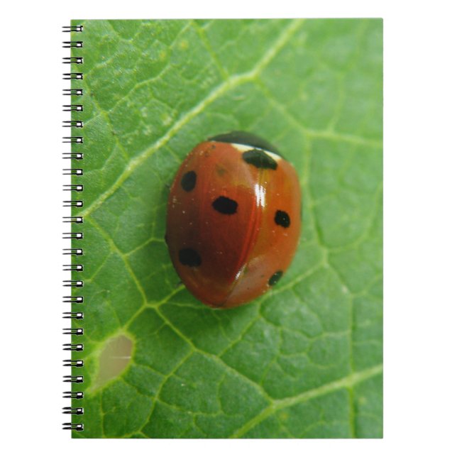 Ladybug Notebook (Front)