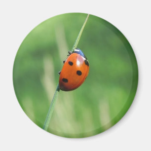 Ladybug on a blade of grass Magnet