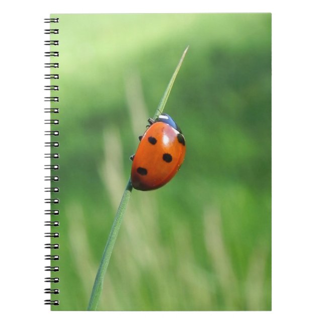 Ladybug on a blade of grass Notebook (Front)
