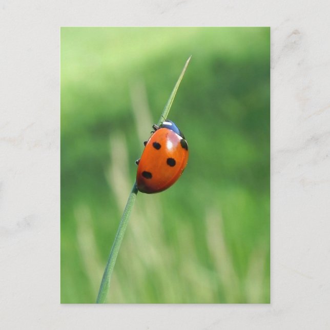 Ladybug on a blade of grass Postcard (Front)