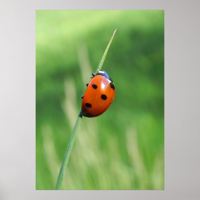 Ladybug on a blade of grass Poster (Front)