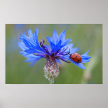 Ladybug on a blue cornflower
