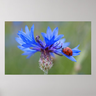Ladybug on a blue cornflower poster