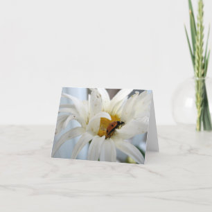 Ladybug on a Daisy blank note card