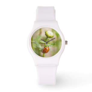 Ladybug on a Daisy Bud Watch