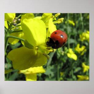 Ladybug on a Yellow Flower Poster
