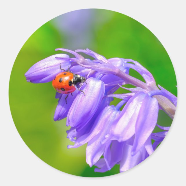 Ladybug on Bluebells Stickers (Front)