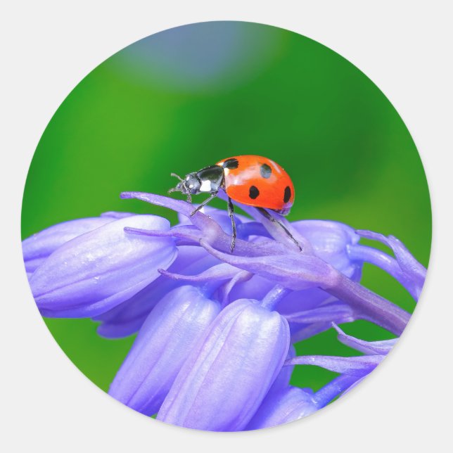 Ladybug on Bluebells Stickers (Front)
