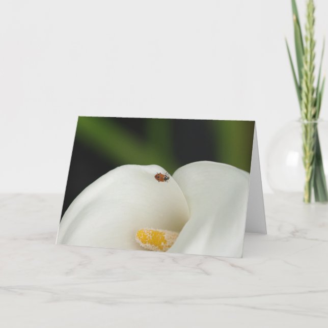Ladybug on Calla Lily Greeting Card (Front)