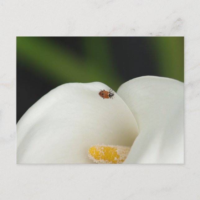 Ladybug on Calla Lily Postcard (Front)