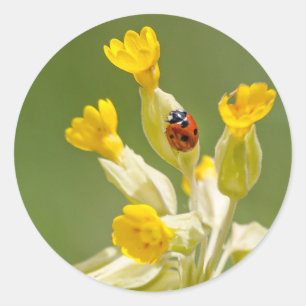 Ladybug on Cowslips Stickers