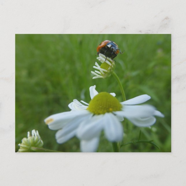 Ladybug on Daisy Flower DIY Postcard (Front)