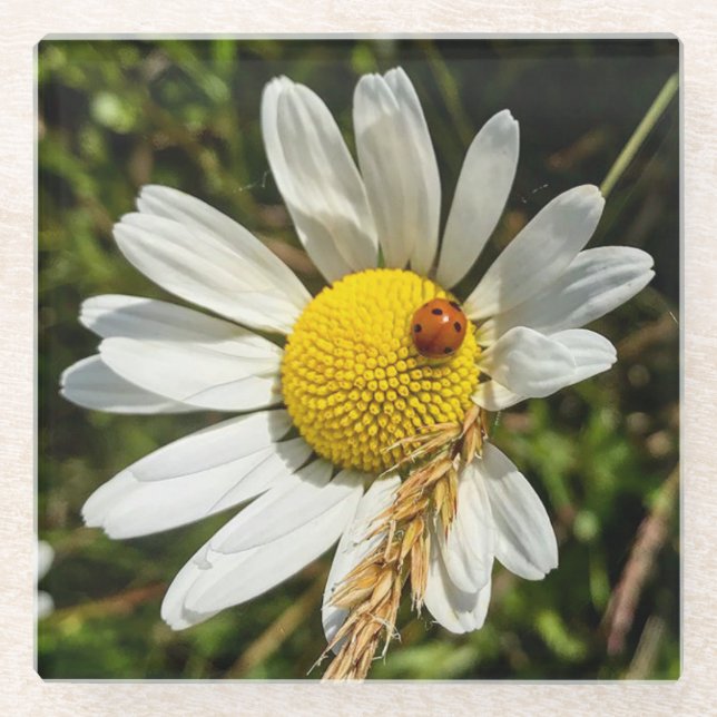 Ladybug on Daisy Glass Coaster (Front)
