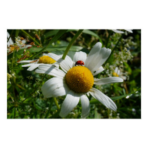 Ladybug on daisy in nature. poster