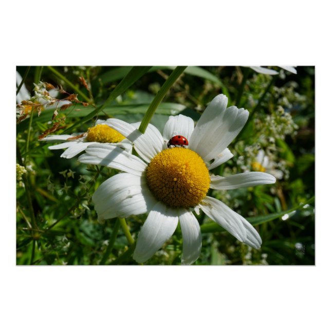 Ladybug on daisy in nature. poster (Front)