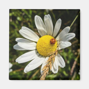Ladybug on Daisy Magnet