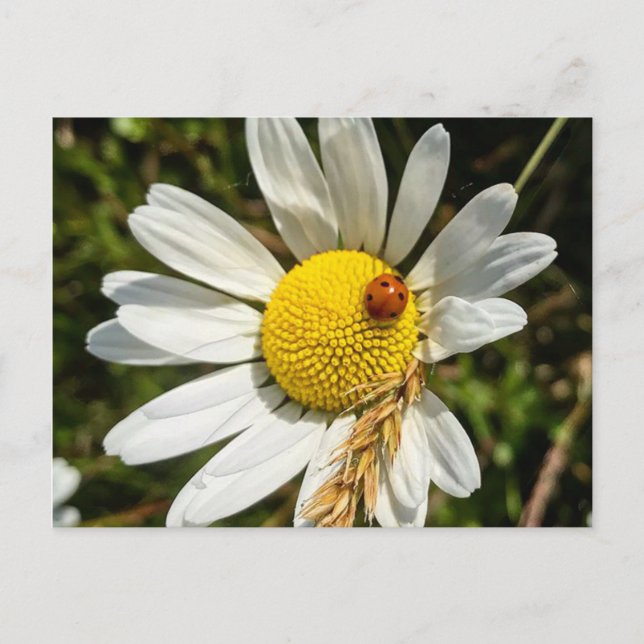 Ladybug on Daisy Postcard (Front)