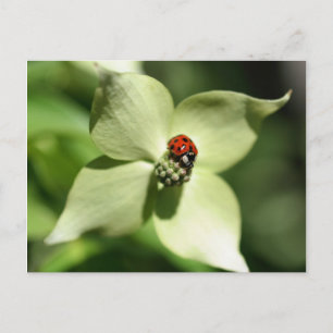 Ladybug On Dogwood Flower Nature Postcard