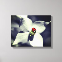 Ladybug On Dogwood Flower Partial Colour
