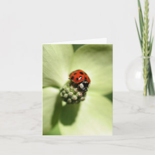 Ladybug On Dogwood Flower Photography Note Card
