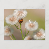 Ladybug on Dried Asters