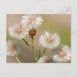 Ladybug on Dried Asters Postcard