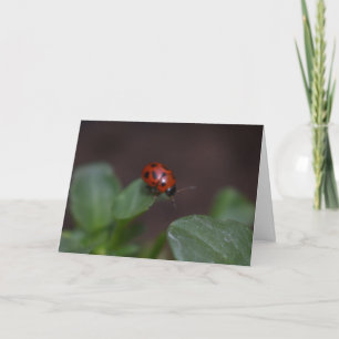 Ladybug on Flowers Card