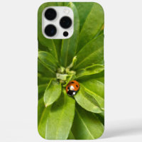 Ladybug on Flowers