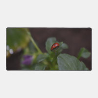Ladybug on Flowers
