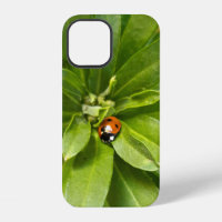 Ladybug on Flowers