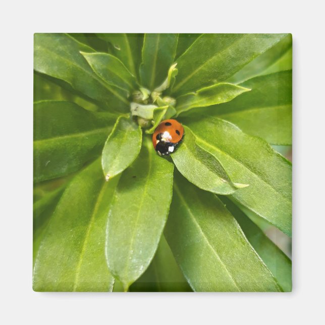 Ladybug on Flowers Magnet (Front)