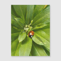 Ladybug on Flowers - Magnetic Card