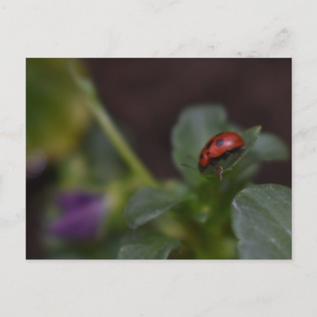 Ladybug on Flowers Postcard (Front)