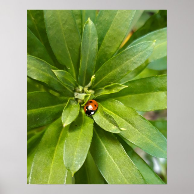 Ladybug on Flowers Poster (Front)