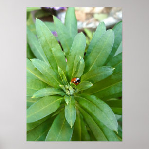 Ladybug on Flowers Poster