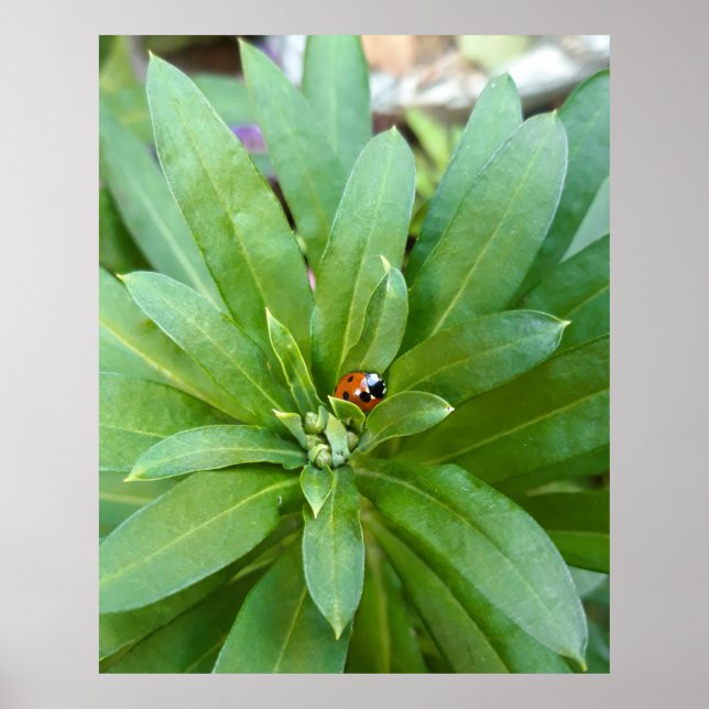 Ladybug on Flowers Poster (Front)