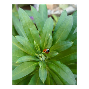 Ladybug on Flowers Poster