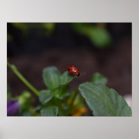 Ladybug on Flowers
