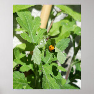 Ladybug on Flowers Poster