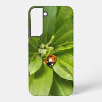 Ladybug on Flowers