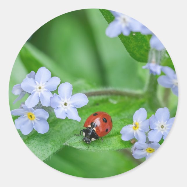 Ladybug on Forget-me-not Stickers (Front)