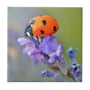 Ladybug on lavender flower tile